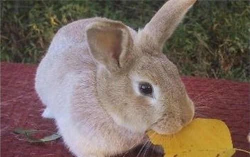 小兔子的窝通常搭在哪里?
