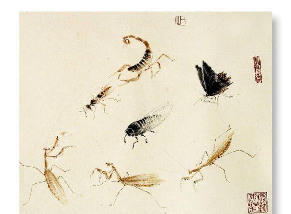 花鸟虫是一类的吗