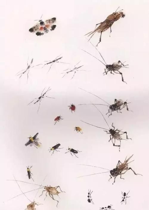 花鸟虫都是同一类事物吗