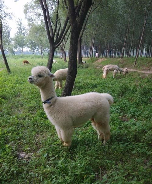 天高云淡的意思