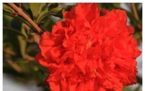 玫瑰花比喻什么生肖