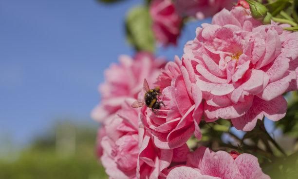 玫瑰花画作品十二生肖