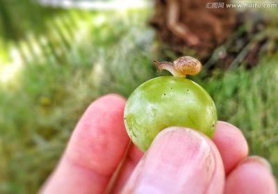 ​葡萄上有蜗牛还能吃,葡萄购要注意什么