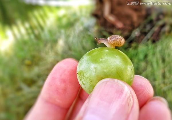 葡萄购要注意什么