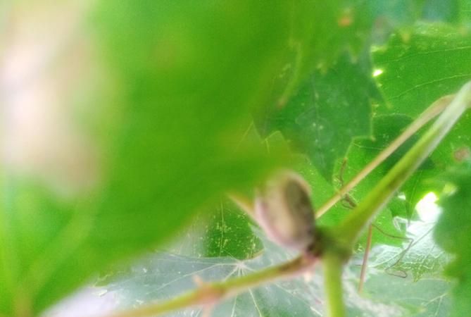 吃到有蜗牛的葡萄怎么办呢