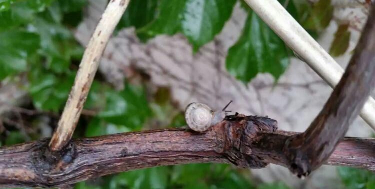 葡萄被蜗牛爬了还能吃吗?