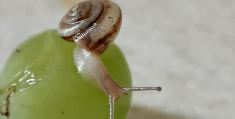 葡萄上有蜗牛能吃吗