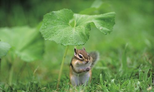 哪些动物会预报天气