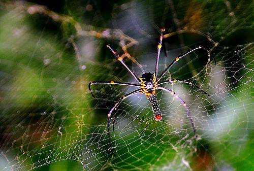 哪些小动物能预知下雨,哪些小动物能预知下雨的视频图5