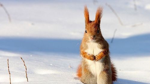 躲藏过冬的动物有哪些