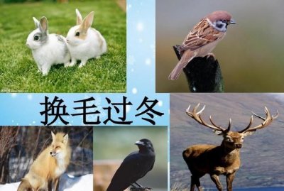 ​冬天不出来活动的动物有哪些，冬天不敢出门的动物有哪些？