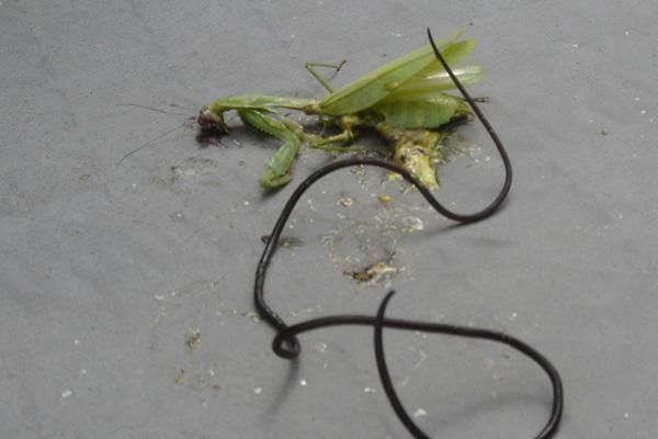 螳螂肚子里的虫子，螳螂的肚子里真的有虫吗？像一条线一样的虫？图3