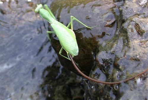 螳螂肚子里的虫子，螳螂的肚子里真的有虫吗？像一条线一样的虫？图6