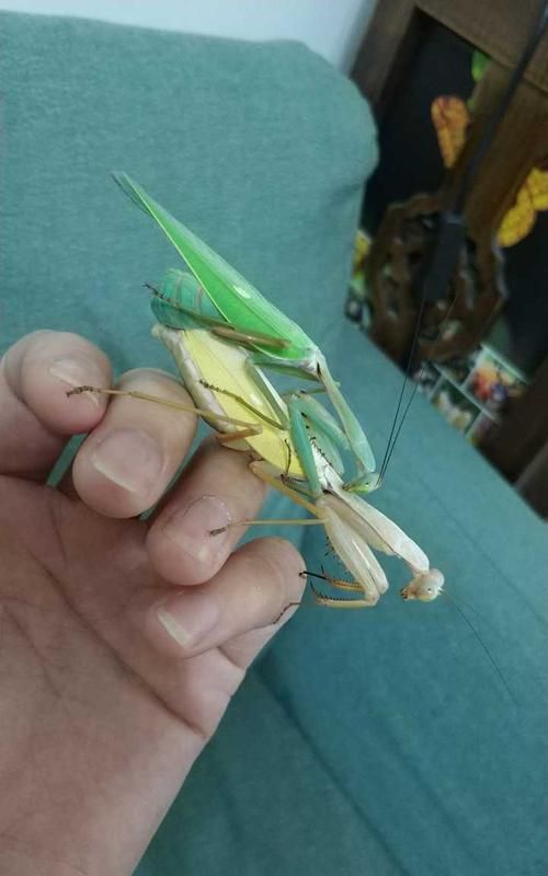 铁线虫怎么会把螳螂肚子里的东西吃完还使螳螂不死的