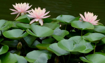 ​水生植物有哪些品种,水生植物有哪些