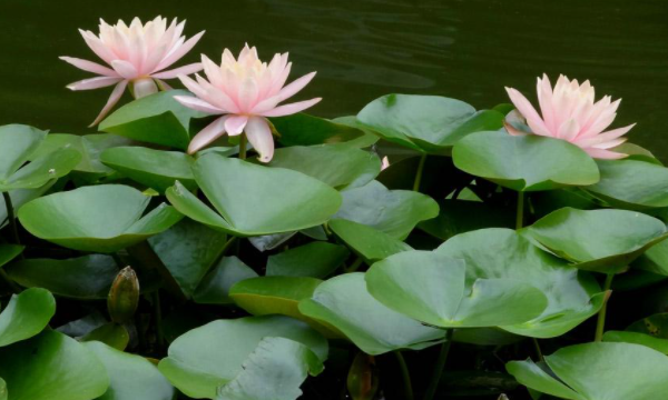 水生植物有哪些品种,水生植物有哪些图1