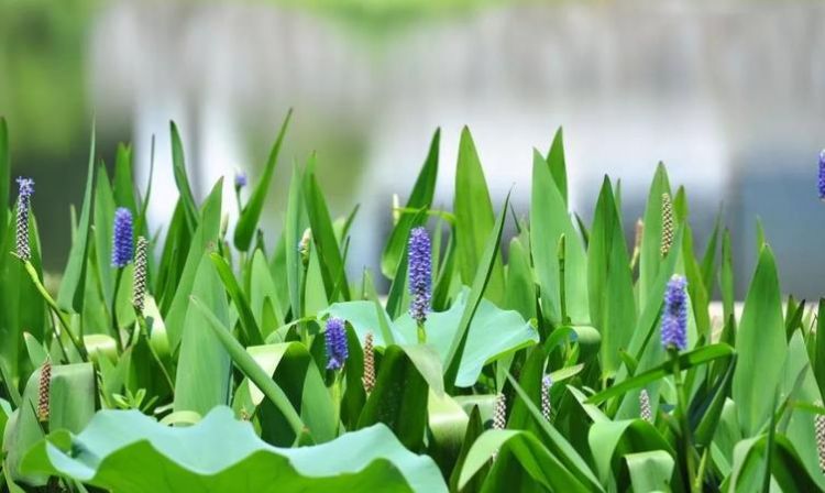 水生植物有哪些品种,水生植物有哪些