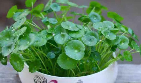 水生植物有哪些品种,水生植物有哪些图5