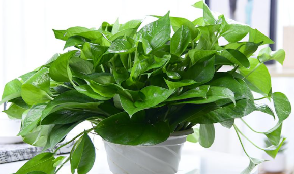 水生植物有哪些品种,水生植物有哪些图4