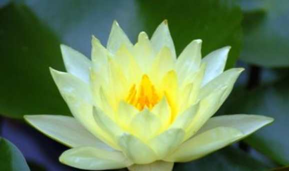 水生植物有哪些品种,水生植物有哪些图6