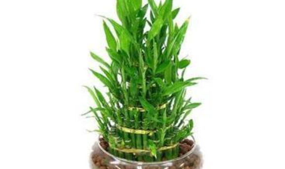 水生植物有哪些品种,水生植物有哪些图3