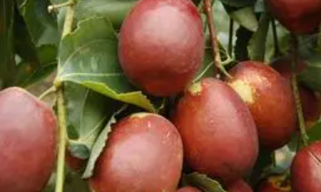 秋天的果实有哪些,秋天成熟的果实有那些图5