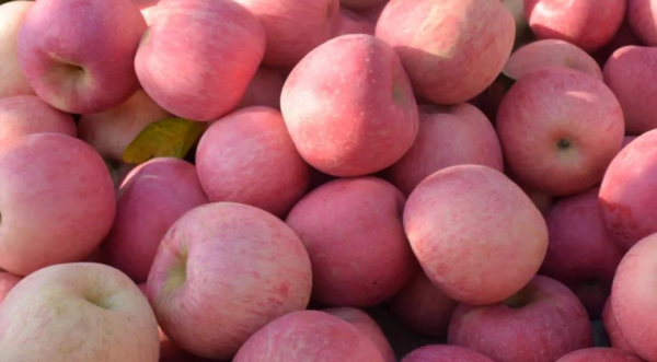 秋天的果实有哪些,秋天成熟的果实有那些图6