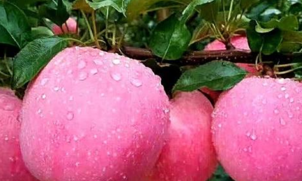 秋天的果实有哪些,秋天成熟的果实有那些图8