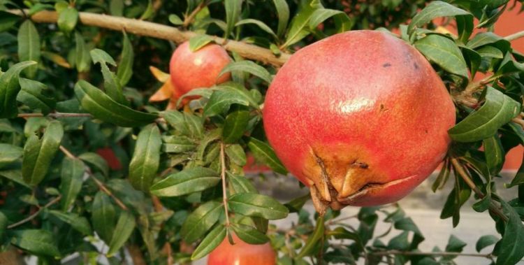 秋天的果实有哪些：秋天的果实有哪些