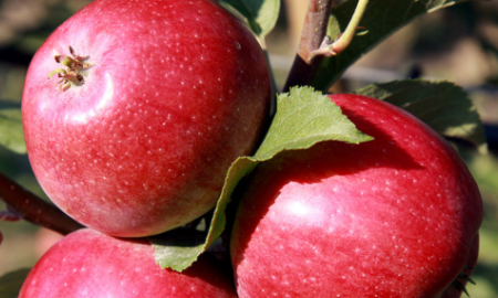 秋天的果实有哪些,秋天成熟的果实有那些图1