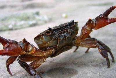 开水蒸螃蟹要蒸多久,螃蟹冷水下锅还是热水下锅蒸图4