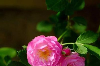 ​古代蔷薇的雅称