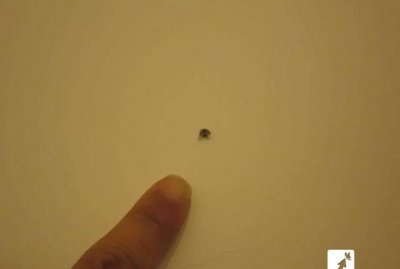 ​卧室小飞虫怎么生出来的,家里的小飞虫怎么生出来的