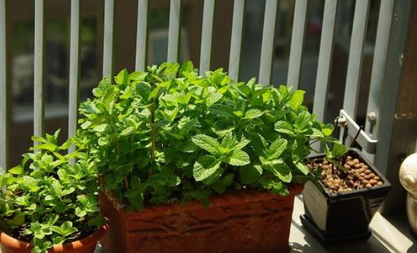 卧室小飞虫怎么生出来的,家里的小飞虫怎么生出来的图4