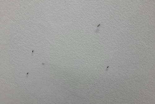 卧室小飞虫怎么生出来的,家里的小飞虫怎么生出来的图6