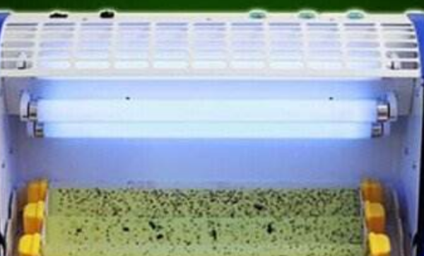 卧室小飞虫怎么生出来的,家里的小飞虫怎么生出来的图3