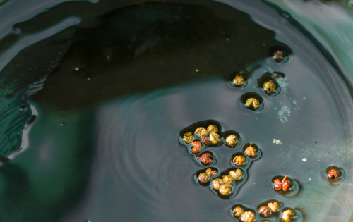 微波炉清蒸鱼几分钟,微波炉怎么做清蒸鱼图7