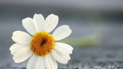 ​享受赏花的心情短语,描写看到花开的美好心情说说