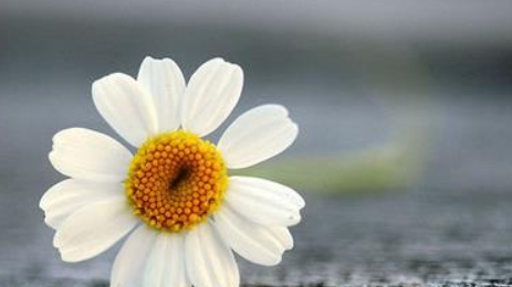 享受赏花的心情短语,描写看到花开的美好心情说说图1