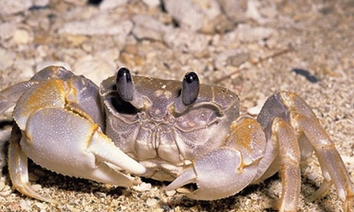 螃蟹吃什么食物,螃蟹吃什么食物图6