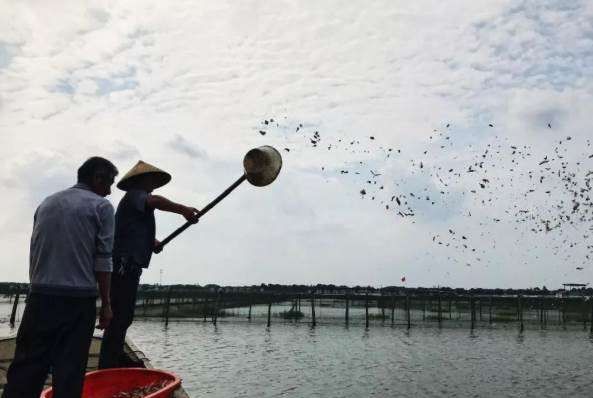 螃蟹吃什么食物,螃蟹吃什么食物图3
