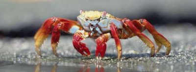 ​螃蟹吃什么食物,螃蟹吃什么食物