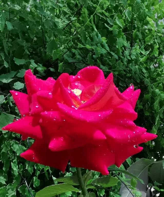 适合立夏发的朋友圈，吃圣代的朋友圈说说？图6