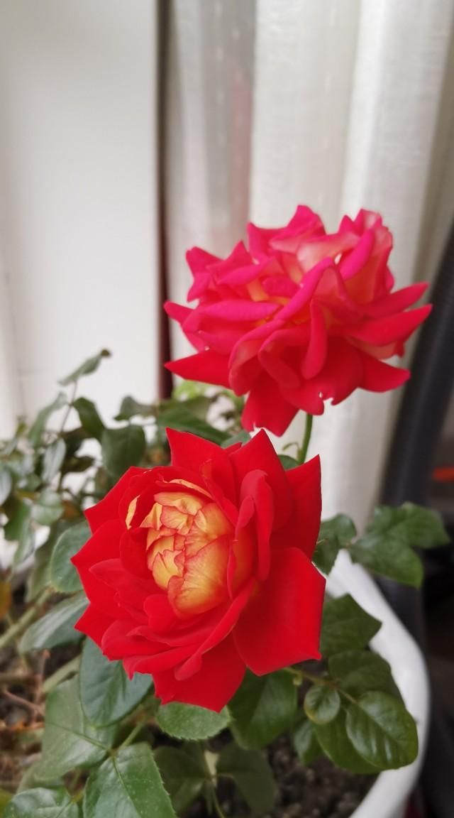 适合立夏发的朋友圈，吃圣代的朋友圈说说？图10