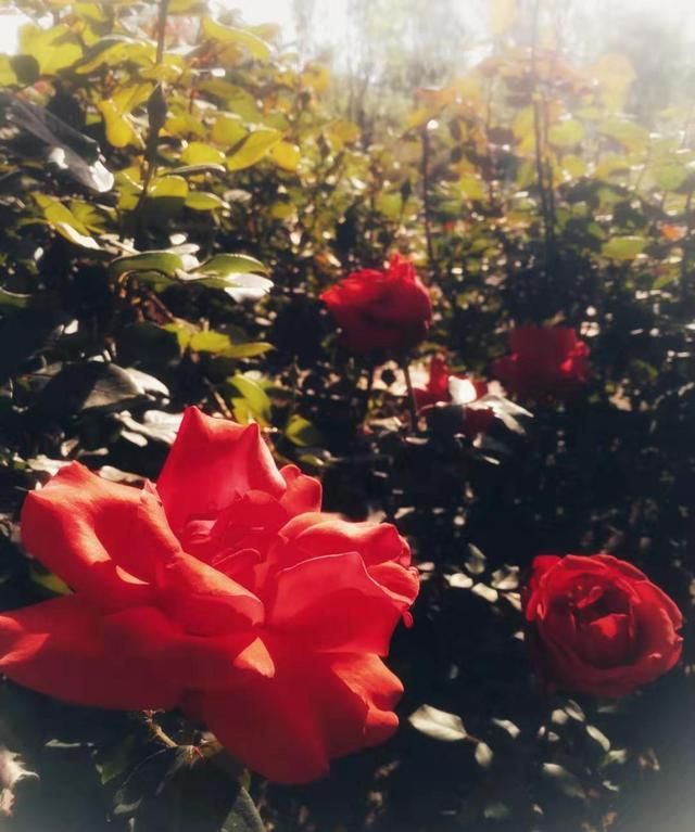 适合立夏发的朋友圈，吃圣代的朋友圈说说？图2