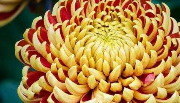 菊花的种类名称,菊花的品种都有什么色图5