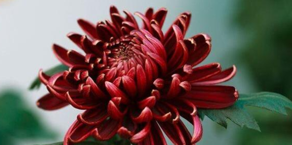 菊花的种类名称,菊花的品种都有什么色图1