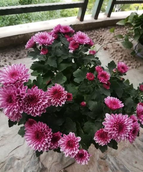 菊花有哪些品种