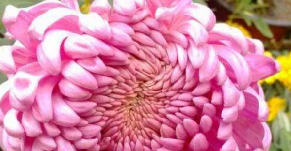 菊花的种类名称,菊花的品种都有什么色图2