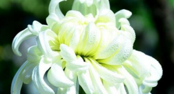 菊花的种类名称,菊花的品种都有什么色图3